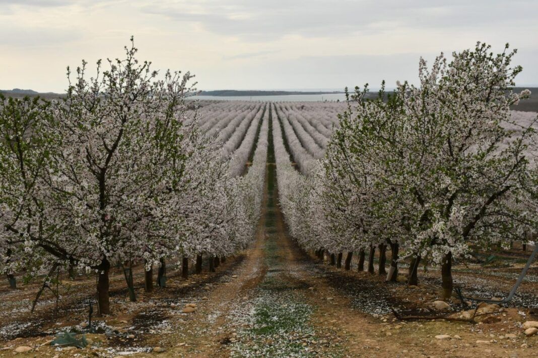 Floración Binaced